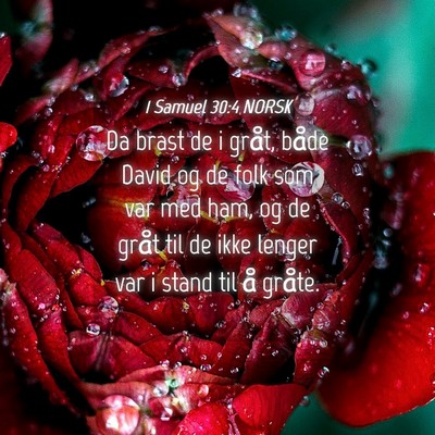 Picture 04 - 1 Samuel 30:4 NORSK - Da brast de i gråt, både David og de folk som - Bible Verse Picture