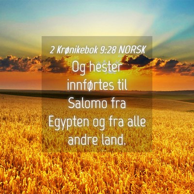 Picture 04 - 2 Krønikebok 9:28 NORSK - Og hester innførtes til Salomo fra Egypten og - Bible Verse Picture