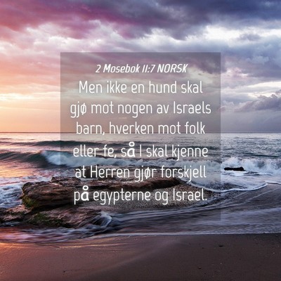 Picture 04 - 2 Mosebok 11:7 NORSK - Men ikke en hund skal gjø mot nogen av Israels - Bible Verse Picture