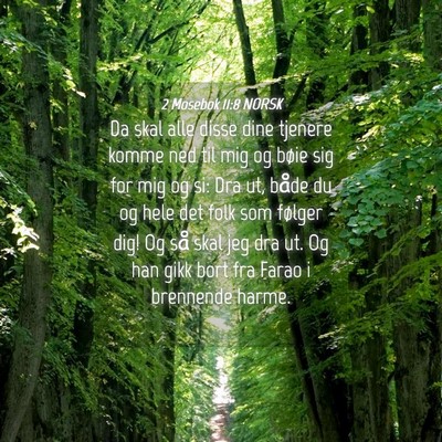 Picture 04 - 2 Mosebok 11:8 NORSK - Da skal alle disse dine tjenere komme ned til mig - Bible Verse Picture