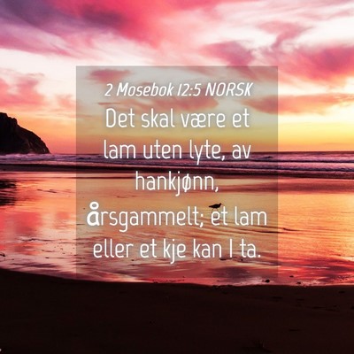 Picture 04 - 2 Mosebok 12:5 NORSK - Det skal være et lam uten lyte, av hankjønn, - Bible Verse Picture