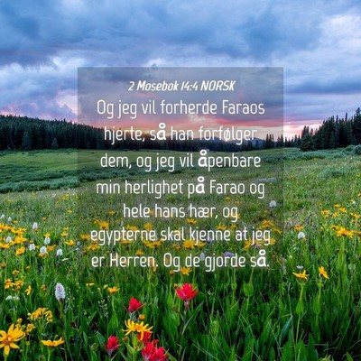 Picture 04 - 2 Mosebok 14:4 NORSK - Og jeg vil forherde Faraos hjerte, så han - Bible Verse Picture