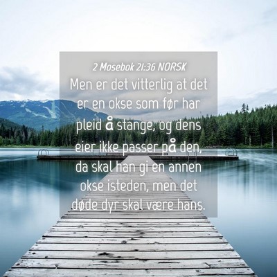 Picture 04 - 2 Mosebok 21:36 NORSK - Men er det vitterlig at det er en okse som før - Bible Verse Picture