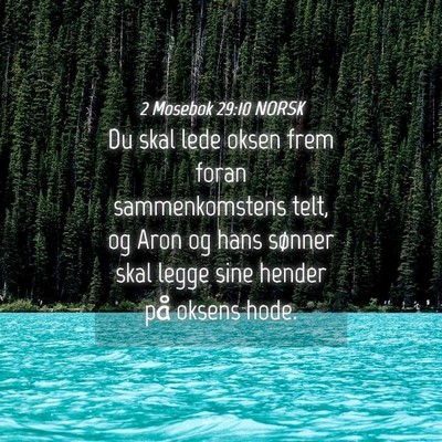Picture 04 - 2 Mosebok 29:10 NORSK - Du skal lede oksen frem foran sammenkomstens - Bible Verse Picture