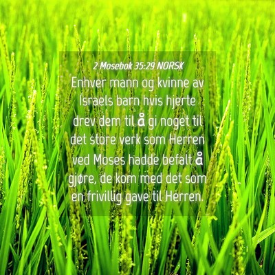 Picture 04 - 2 Mosebok 35:29 NORSK - Enhver mann og kvinne av Israels barn hvis hjerte - Bible Verse Picture