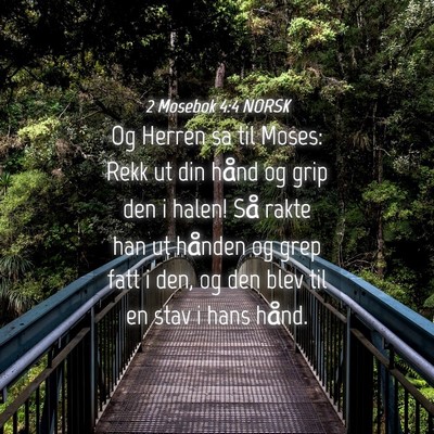 Picture 04 - 2 Mosebok 4:4 NORSK - Og Herren sa til Moses: Rekk ut din hånd og grip - Bible Verse Picture
