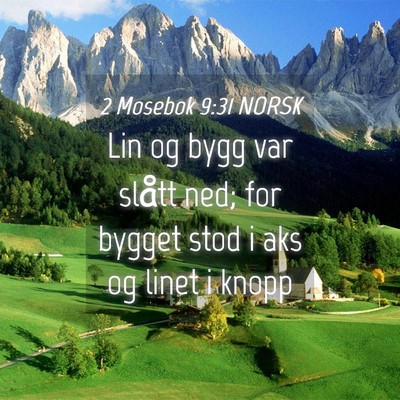 Picture 04 - 2 Mosebok 9:31 NORSK - Lin og bygg var slått ned; for bygget stod i aks - Bible Verse Picture