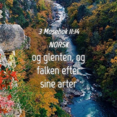 Picture 04 - 3 Mosebok 11:14 NORSK - og glenten, og falken efter sine - Bible Verse Picture