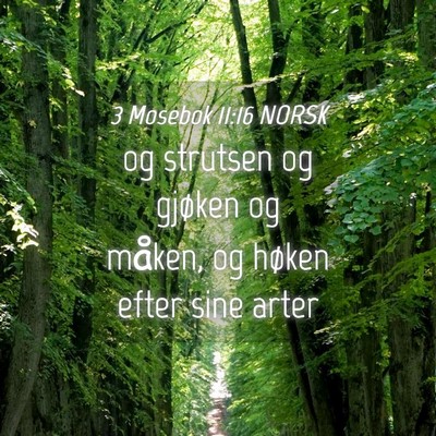 Picture 04 - 3 Mosebok 11:16 NORSK - og strutsen og gjøken og måken, og høken efter - Bible Verse Picture