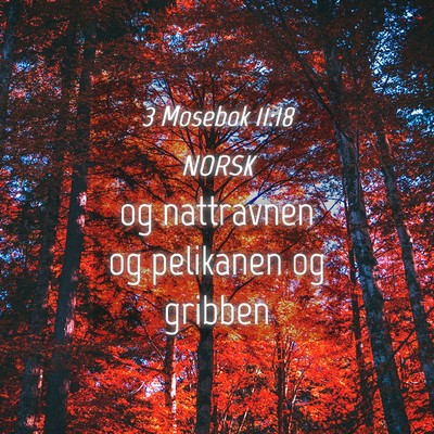 Picture 04 - 3 Mosebok 11:18 NORSK - og nattravnen og pelikanen og - Bible Verse Picture