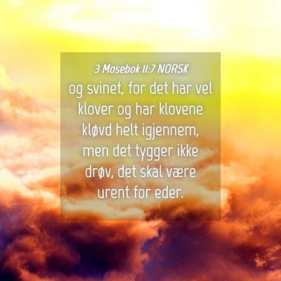 Picture 04 - 3 Mosebok 11:7 NORSK - og svinet, for det har vel klover og har klovene - Bible Verse Picture