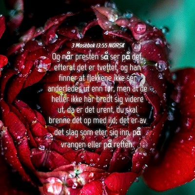 Picture 04 - 3 Mosebok 13:55 NORSK - Og når presten så ser på det, efterat det er - Bible Verse Picture