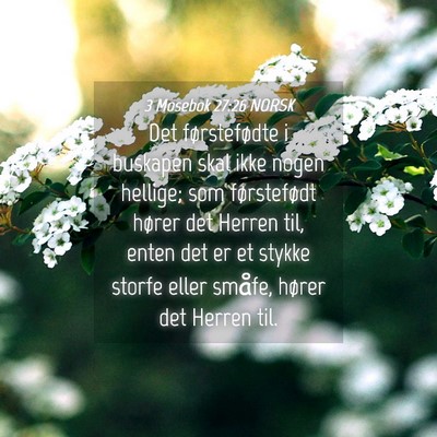 Picture 04 - 3 Mosebok 27:26 NORSK - Det førstefødte i buskapen skal ikke nogen - Bible Verse Picture