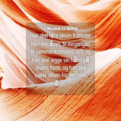 Picture 04 - 3 Mosebok 4:4 NORSK - Han skal føre oksen frem for Herrens åsyn, til - Bible Verse Picture