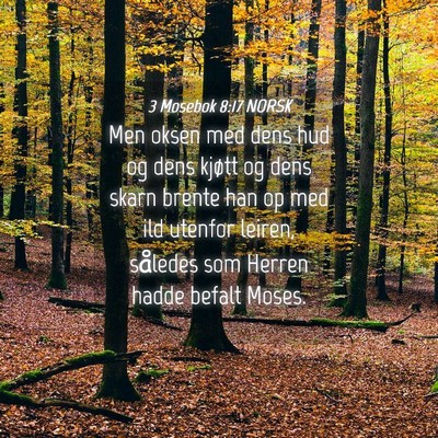 Picture 04 - 3 Mosebok 8:17 NORSK - Men oksen med dens hud og dens kjøtt og dens - Bible Verse Picture