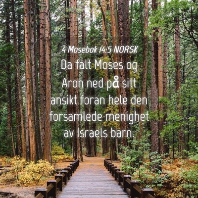Picture 04 - 4 Mosebok 14:5 NORSK - Da falt Moses og Aron ned på sitt ansikt foran - Bible Verse Picture