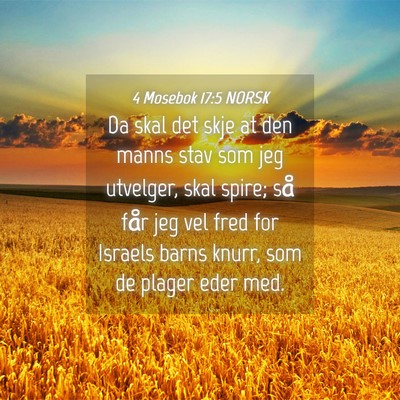 Picture 04 - 4 Mosebok 17:5 NORSK - Da skal det skje at den manns stav som jeg - Bible Verse Picture