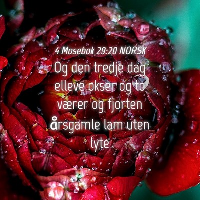 Picture 04 - 4 Mosebok 29:20 NORSK - Og den tredje dag elleve okser og to værer og - Bible Verse Picture