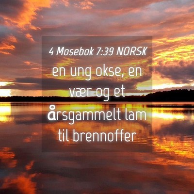 Picture 04 - 4 Mosebok 7:39 NORSK - en ung okse, en vær og et årsgammelt lam til - Bible Verse Picture