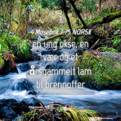 Picture 04 - 4 Mosebok 7:75 NORSK - en ung okse, en vær og et årsgammelt lam til - Bible Verse Picture