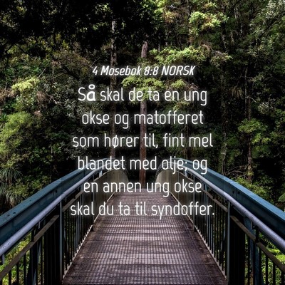 Picture 04 - 4 Mosebok 8:8 NORSK - Så skal de ta en ung okse og matofferet som - Bible Verse Picture