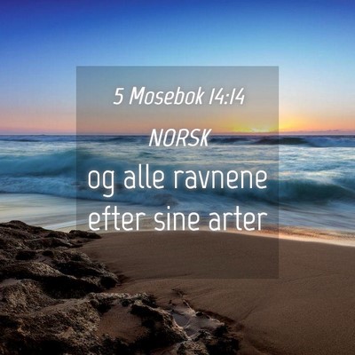 Picture 04 - 5 Mosebok 14:14 NORSK - og alle ravnene efter sine - Bible Verse Picture