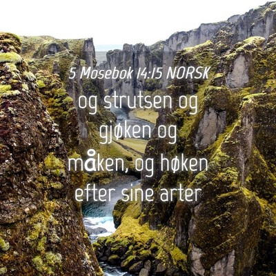 Picture 04 - 5 Mosebok 14:15 NORSK - og strutsen og gjøken og måken, og høken efter - Bible Verse Picture