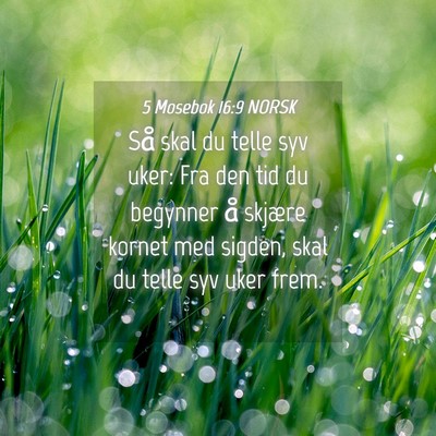 Picture 04 - 5 Mosebok 16:9 NORSK - Så skal du telle syv uker: Fra den tid du - Bible Verse Picture