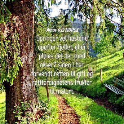 Picture 04 - Amos 6:12 NORSK - Springer vel hestene opefter fjellet, eller - Bible Verse Picture