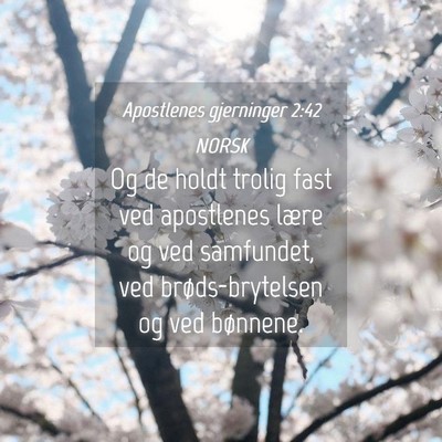 Picture 04 - Apostlenes gjerninger 2:42 NORSK - Og de holdt trolig fast ved apostlenes lære og - Bible Verse Picture