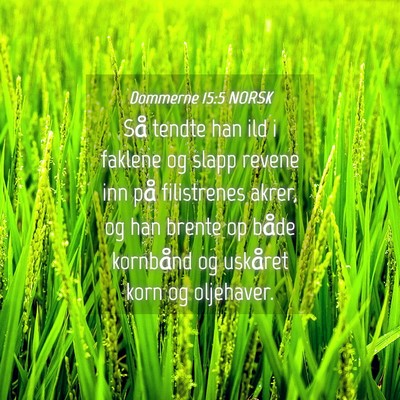 Picture 04 - Dommerne 15:5 NORSK - Så tendte han ild i faklene og slapp revene inn - Bible Verse Picture