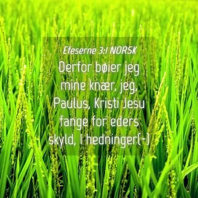 Picture 04 - Efeserne 3:1 NORSK - Derfor bøier jeg mine knær, jeg, Paulus, Kristi - Bible Verse Picture