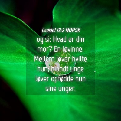 Picture 04 - Esekiel 19:2 NORSK - og si: Hvad er din mor? En løvinne. Mellem - Bible Verse Picture