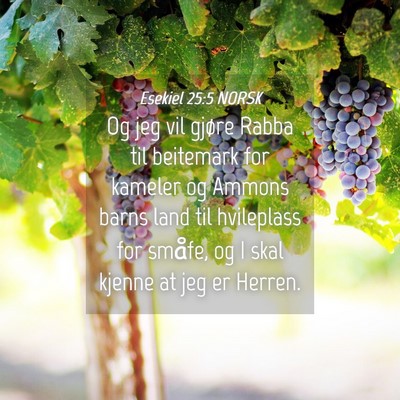 Picture 04 - Esekiel 25:5 NORSK - Og jeg vil gjøre Rabba til beitemark for kameler - Bible Verse Picture