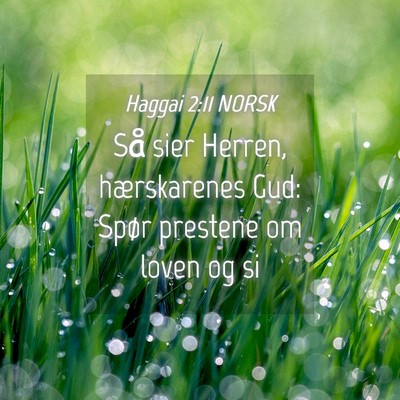 Picture 04 - Haggai 2:11 NORSK - Så sier Herren, hærskarenes Gud: Spør prestene - Bible Verse Picture