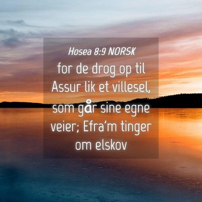 Picture 04 - Hosea 8:9 NORSK - for de drog op til Assur lik et villesel, som - Bible Verse Picture
