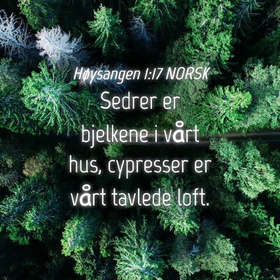 Picture 04 - Høysangen 1:17 NORSK - Sedrer er bjelkene i vårt hus, cypresser er - Bible Verse Picture