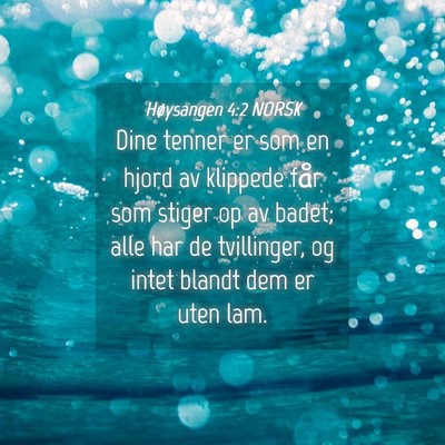 Picture 04 - Høysangen 4:2 NORSK - Dine tenner er som en hjord av klippede får som - Bible Verse Picture