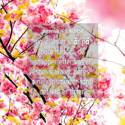Picture 04 - Jeremia 14:6 NORSK - og villesler står på bare hauger, de snapper - Bible Verse Picture