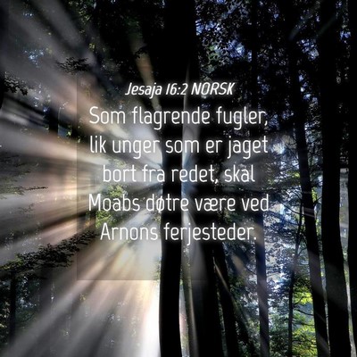 Picture 04 - Jesaja 16:2 NORSK - Som flagrende fugler, lik unger som er jaget bort - Bible Verse Picture