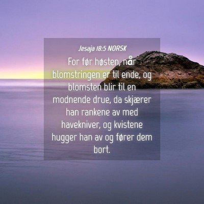 Picture 04 - Jesaja 18:5 NORSK - For før høsten, når blomstringen er til ende, - Bible Verse Picture
