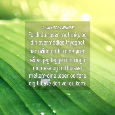 Picture 04 - Jesaja 37:29 NORSK - Fordi du raser mot mig, og din overmodige - Bible Verse Picture