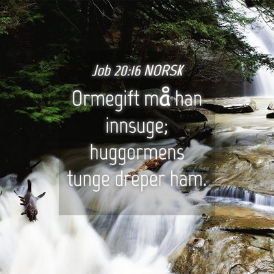 Picture 04 - Job 20:16 NORSK - Ormegift må han innsuge; huggormens tunge dreper - Bible Verse Picture