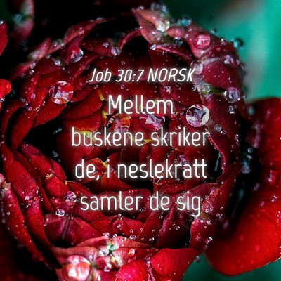 Picture 04 - Job 30:7 NORSK - Mellem buskene skriker de, i neslekratt samler de - Bible Verse Picture
