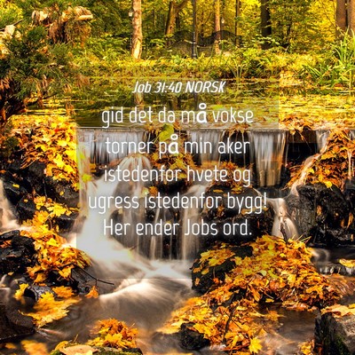 Picture 04 - Job 31:40 NORSK - gid det da må vokse torner på min aker - Bible Verse Picture