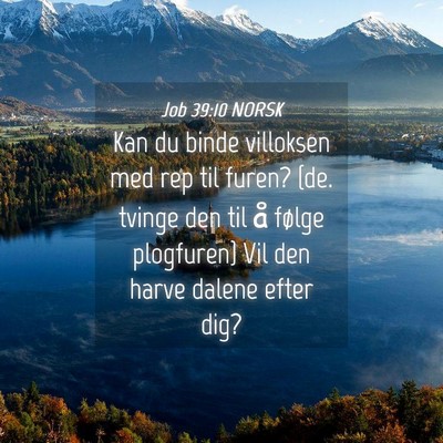 Picture 04 - Job 39:10 NORSK - Kan du binde villoksen med rep til furen? {de. - Bible Verse Picture