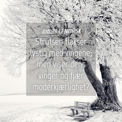 Picture 04 - Job 39:13 NORSK - Strutsen flakser lystig med vingene; men viser - Bible Verse Picture