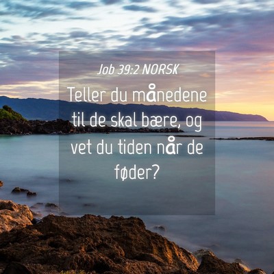 Picture 04 - Job 39:2 NORSK - Teller du månedene til de skal bære, og vet du - Bible Verse Picture