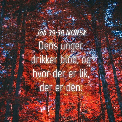 Picture 04 - Job 39:30 NORSK - Dens unger drikker blod, og hvor der er lik, der - Bible Verse Picture