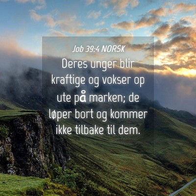 Picture 04 - Job 39:4 NORSK - Deres unger blir kraftige og vokser op ute på - Bible Verse Picture
